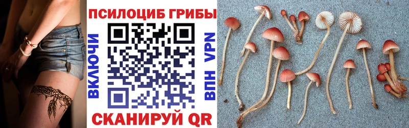 закладки  Елабуга  Псилоцибиновые грибы Psilocybe 